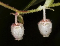 Gaultheria shallon