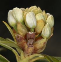Rhododendron columbianum