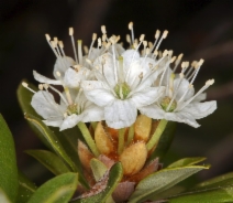 Rhododendron columbianum