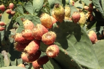 Opuntia ficus-indica