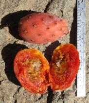 Opuntia ficus-indica