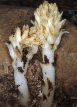 Pleuricospora fimbriolata