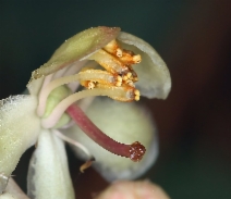 Pyrola picta