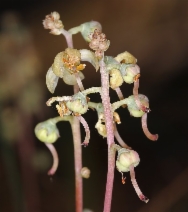 Pyrola picta