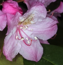 Rhododendron macrophyllum