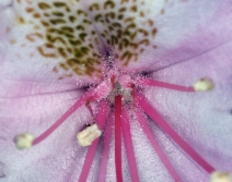 Rhododendron macrophyllum