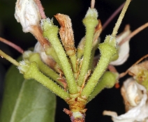 Rhododendron occidentale