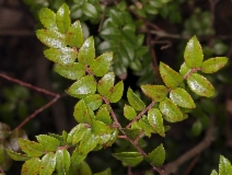 Vaccinium ovatum