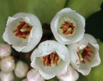 Vaccinium ovatum
