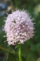 Mentha aquatica