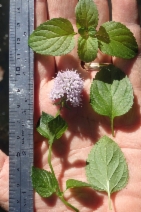 Mentha aquatica