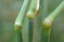 Ehrharta erecta