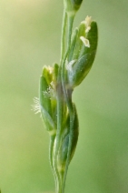 Ehrharta erecta