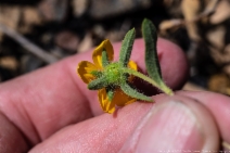 Helianthus exilis