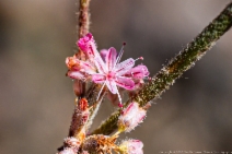 Eriogonum dasyanthemum