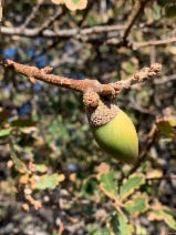 Quercus douglasii