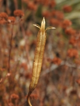 Calochortus plummerae