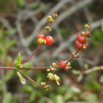 Lonicera subspicata