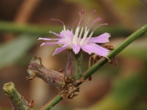 Stephanomeria cichoriacea