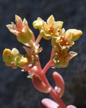 Sedum obtusatum ssp. obtusatum