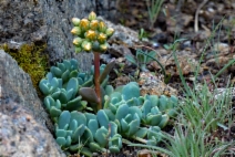 Sedum obtusatum ssp. obtusatum