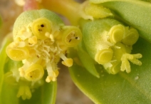 Chamaesyce ocellata
