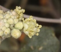 Croton californicus