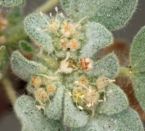 Croton setiger