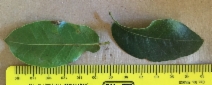 Quercus parvula var. shrevei