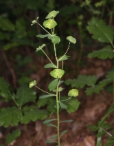 Euphorbia crenulata
