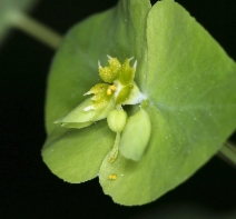 Euphorbia crenulata