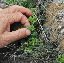 Euphorbia spathulata