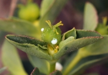 Euphorbia spathulata