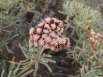 Eriogonum arborescens