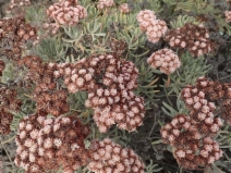 Eriogonum arborescens