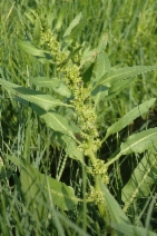 Rumex fueginus