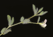 Acmispon americanus var. americanus