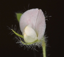 Acmispon americanus var. americanus