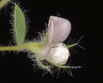 Acmispon americanus var. americanus