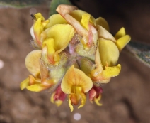 Lotus argophyllus