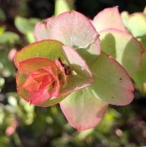 Arctostaphylos pechoensis