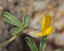 Acmispon strigosus