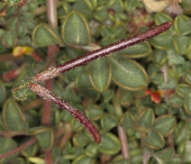 Acmispon strigosus