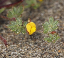 Acmispon wrangelianus