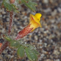Acmispon wrangelianus