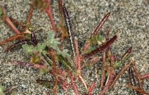Acmispon wrangelianus