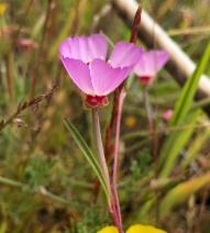 Clarkia franciscana