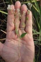 Lepidium latifolium