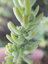 Suaeda californica