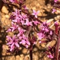 Chorizanthe xanti var. xanti